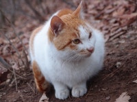 어느 산고양이들 이야기15 - 살인미소 쭈랭이 - 뽐뿌:동식물포럼 어느 산고양이들 이야기15 - 살인미소 쭈랭이