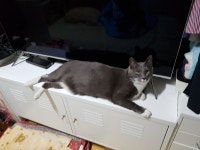 우리 고양이 어미랑 비슷한 고양이 자갤에서 찾았어요 - 뽐뿌:자유게시판 우리 고양이 어미랑 비슷한 고양이 자갤에서 찾았어요