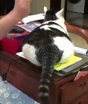 뽐뿌:유머/감동 - 들썩들썩.gif 들썩들썩.gif