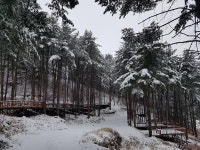 대설경보를 뚫고 찾아온 포천 유식물원 캠핑장 - 뽐뿌:캠핑포럼 대설경보를 뚫고 찾아온 포천 유식물원 캠핑장