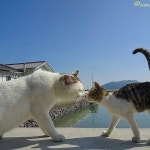 고양이 새끼와 어미.JPG - 뽐뿌:유머/감동 고양이 새끼와 어미.JPG