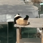 판다의 효자손