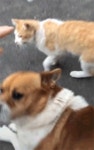 댕댕이의 질투.gif - 뽐뿌:유머/감동 댕댕이의 질투.gif