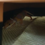 뽐뿌:모바일갤러리 - 베베랑 포포랑