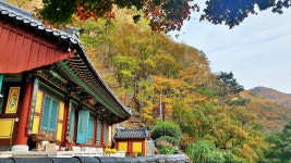 천성산 단풍 절정기 사진 300장 2020.11.04 - 뽐뿌:등산포럼 천성산 단풍 절정기 사진 300장 2020.11.04