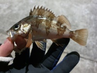 낚시 중독은 병이 맞아요.....동해안 울산 기장 포항 찍고 - 뽐뿌:낚시포럼 낚시 중독은 병이 맞아요.....동해안 울산 기장 포항 찍고