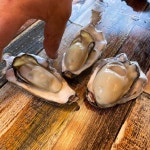 오늘 석화 물이 너무 좋아요...오통통 탱글탱글합니다 - 뽐뿌:MD뽐뿌 오늘 석화 물이 너무 좋아요...오통통 탱글탱글합니다