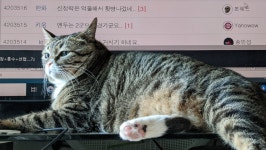 묘르신 냥젤리 감상기회 드림.JPG - 뽐뿌:자유게시판 묘르신 냥젤리 감상기회 드림.JPG