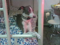 WIKITREE | 개를 애타게 찾고 있습니다 개를 애타게 찾고 있습니다