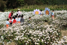 WIKITREE | 향기 가득한 '정읍 구절초 축제' 현장 사진 향기 가득한 '정읍 구절초 축제' 현장 사진