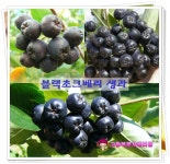 WIKITREE | 베리팜 블랙초크베리 농장 베리팜 블랙초크베리 농장
