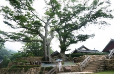 스마트폰, DSLR 따라 잡기