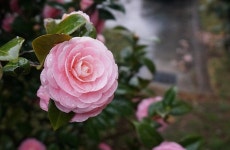 스마트폰, DSLR 따라 잡기