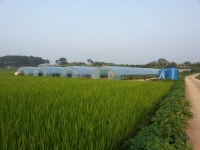 WIKITREE | Social Network News Service