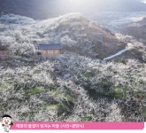 WIKITREE | 매화 향 가득한 광양 매화 축제 매화 향 가득한 광양 매화 축제