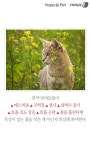 고양이의 목숨을 위협하는 뜻밖의 꽃 종류