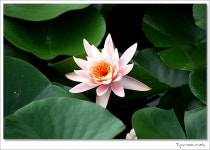 나와유의 오감만족 이야기 :: 대전 올레길 - 대청호반길 6-1코스 국화향 연인길, 추동 자연생태관~전망좋은곳대전 올레길 - 대청호반길 6-1코스... 