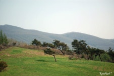 푸른초지와 예쁜 양들과의 즐거운 시간, 대관령 양떼목장