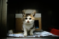 [분양글] 구산동 로얄동물병원에서 구조한 길고양이의 가족을 찾습니다. - 야옹이 갤러리