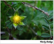 마당에서 3 - 식물 갤러리