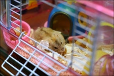 [토리] 금발청년으로 변ㅋ신ㅋ - 동물,기타 갤러리