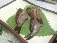 [맛집] 제주 삼바리회센타 - 제주도심에 숨어있는 싱싱한 다금바리와 방어, 돔 전문점 : 클리앙