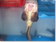 [통영]언제나 재밌는 시장구경_서호시장