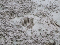 논은 생명창고의 중요한 열쇠다. ::: 82cook.com