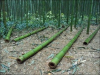 전남 담양 가볼만한곳 푸르름 가득한 죽녹원