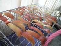 향숙헤어갤러리 | [토끼] 사과덕후 향숙이 - 동물,기타 갤러리
