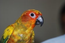 [앵무]뚱지는 처음 데려올때 엄청 더러웠었다 - 동물,기타 갤러리