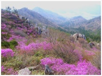 산수(山水) 산악회 | 전국 진달래 명산:영취산,무학산,화왕산... - Daum 카페 전국 진달래 명산:영취산,무학산,화왕산...