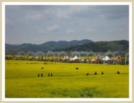  남지 낙동강유채꽃 축제에서 - 자유게시판 - 동진노인복지센터 ﻿﻿ 남지 낙동강유채꽃 축제에서