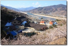 순백의 매화에 취하는 