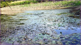 구룡지 :: 토종붕어를 사랑하는 사람들