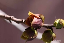 ♣ 이동활의 음악정원 ♣ | 포포나무 [pawpaw] 꽃를 보셨나요? 그리고 신나는 음악 하나... - Daum 카페 ﻿포포나무 [pawpaw] 꽃를 보셨나요?... 