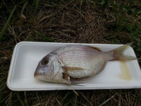 캠핑장에서 참돔구이 도전! - 기타음식 갤러리