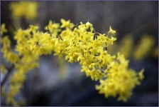 강화발이 유료낚시터 > 꽃피는 아리수낚시터 : 낚시사랑