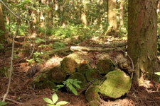 The Bloggers | [제주에서 살아보기] 사려니숲길 - 비자림로 입구에서 남조로 입구까지 - Daum 카페 [제주에서 살아보기] 사려니숲길... 