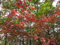 용인 산악회 11월 갑장산(806m) 산행 안내 - ‥― 정기산행 공지/신청 - 용인 산악회 용인 산악회 11월 갑장산(806m) 산행 안내