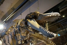 [몹시처가] 처가투어 2부 고래를 보러왔다고? 고뤠에에에?? | 보배드림 시승기/배틀/목격담