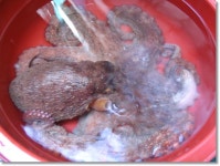 [통영]언제나 재밌는 시장구경_서호시장