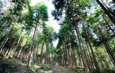 경기다사랑토요산악회 | 팔영산 등산코스(八影山)609m-고흥 팔영산자연휴양림 - Daum 카페 팔영산 등산코스(八影山)609m-고흥 팔영산자연휴양림