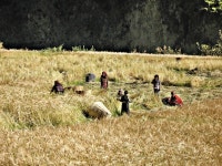 동계 라운드 마나슬루 트레킹23(남룽- 반잠)