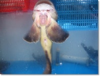 [통영]언제나 재밌는 시장구경_서호시장