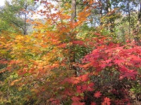 용인 산악회 11월 갑장산(806m) 산행 안내 - ‥― 정기산행 공지/신청 - 용인 산악회 용인 산악회 11월 갑장산(806m) 산행 안내
