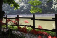 여행후기>알림마당>영광군 문화관광 불갑사 상사화