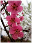 2011년 길을 걸을까... 그 봄을 품어내면서... - Dr. Sparks Columns