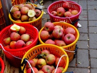 시청자의견 여러분들이 시중에서 소량으로 사먹는 청송사과농장 다녀오다