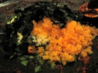 탱글탱글한 쭈꾸미가 먹고싶을땐.. - 신천(송파) 지역 추천맛집 독도쭈꾸미 후기